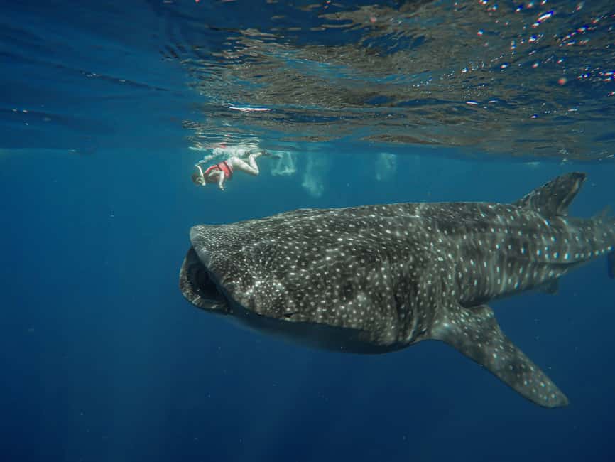 image n.9 of Whale Shark Safari Snorkeling Tour activity in Playa del Carmen, uploaded by supplier