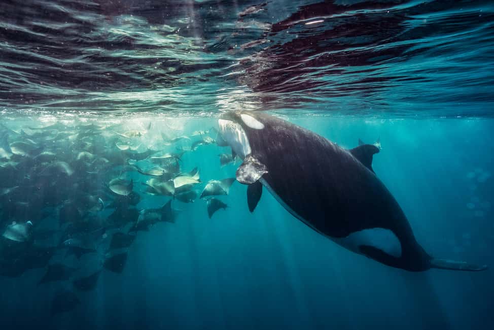 image n.4 of La Paz or La Ventana: Ocean Safari activity in Baja California Sur, uploaded by supplier
