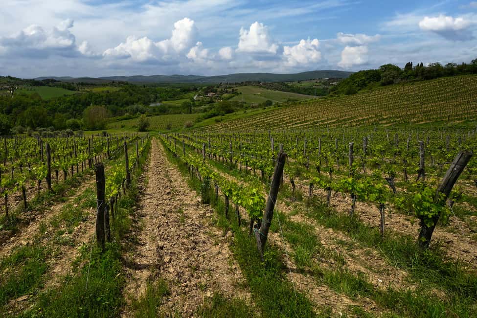 imagen n.º 6 de Siena: Visita a una bodega ecológica y cata de vinos actividad en Siena, subida por el proveedor