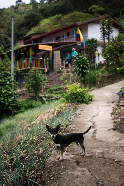imagem n.21 de Medellín: Tour do café, chegada a cavalo e cana-de-açúcar atividade em Medellín, carregada pelo fornecedor