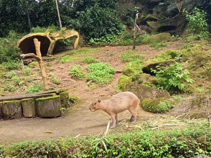 image n.17 of Jakarta : Taman Safari, Panda Palace, and Waterfall activity in Bogor, uploaded by supplier