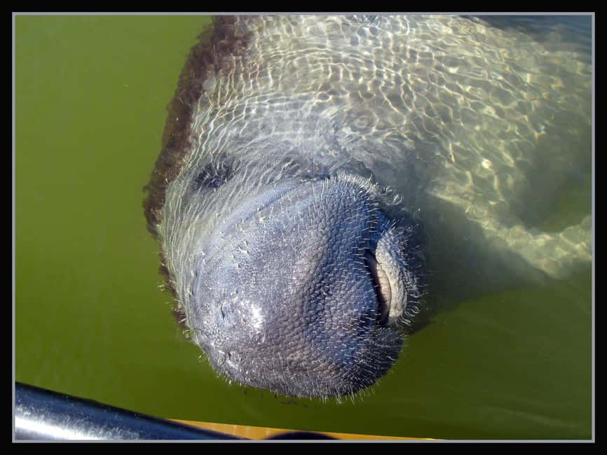 image n.12 of Marco Island: Ten Thousand Islands Shelling & Dolphin Tour activity in Florida, uploaded by supplier