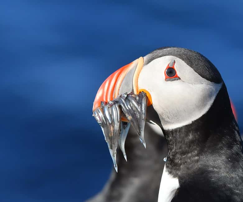 imagen n.º 14 de Húsavík: Excursión familiar y guiada de avistamiento de ballenas actividad en Norðurland Eystra, subida por el proveedor