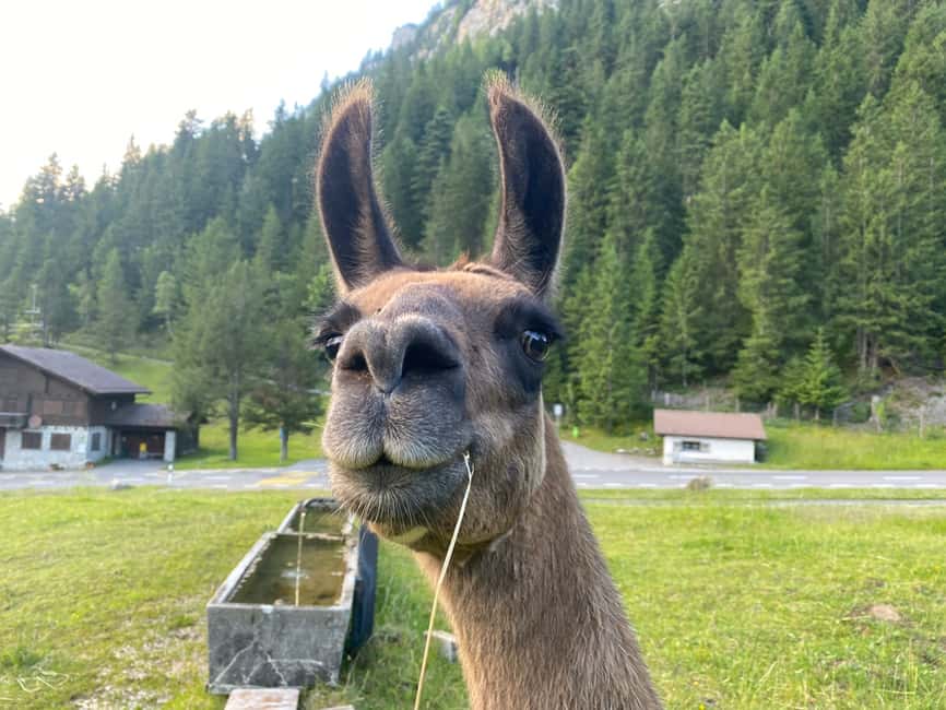 Bild Nr. 15 von Triesenberg: Spaziergang mit Lamas in den Bergen Aktivität in Triesenberg, hochgeladen vom Anbieter