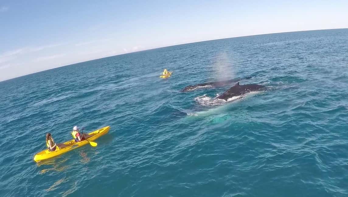 image n.19 of Noosa: Dolphin Sea Kayak & Beach 4X4 Tour (in National Park) activity in Gympie, uploaded by supplier