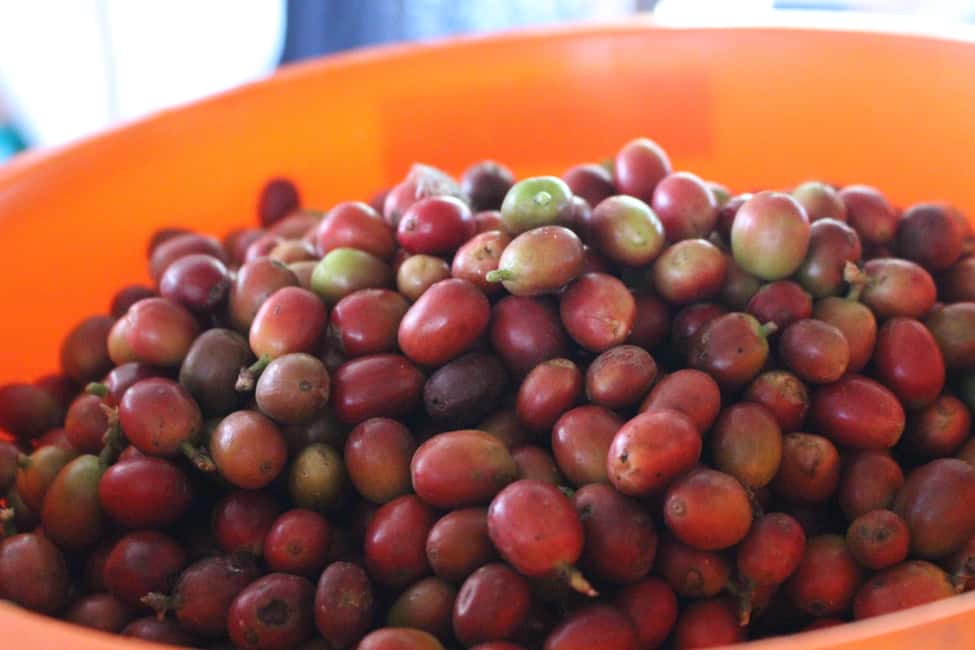 image n.7 of Medellin: Coffee Tour with Hotel Transfers and Meals activity in Medellin, uploaded by supplier