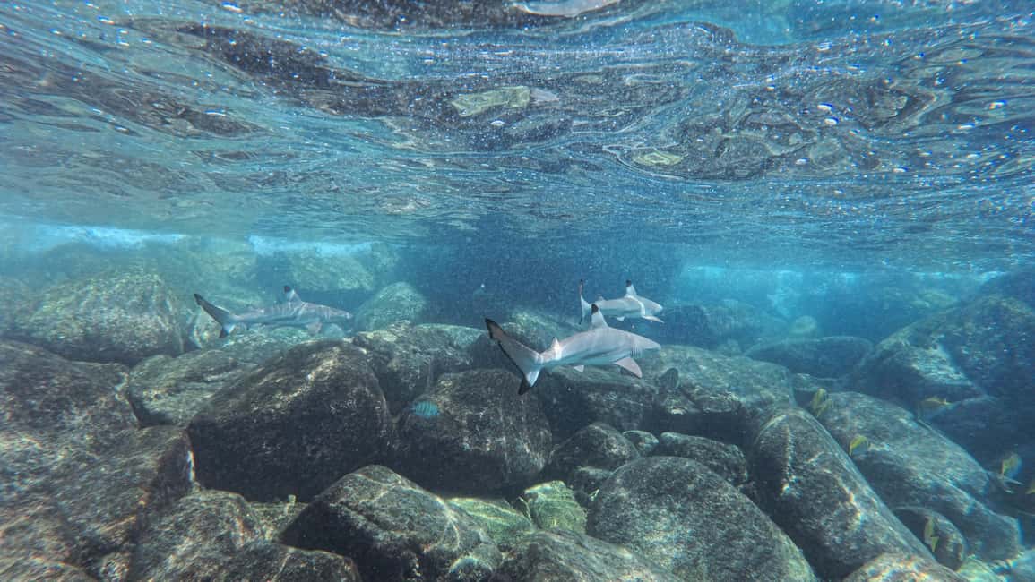 billede nr.14 af aktiviteten Koh Tao: First Light Snorkel Adventure med Oxygen Tours i Ko Tao, uploadet af udbyder