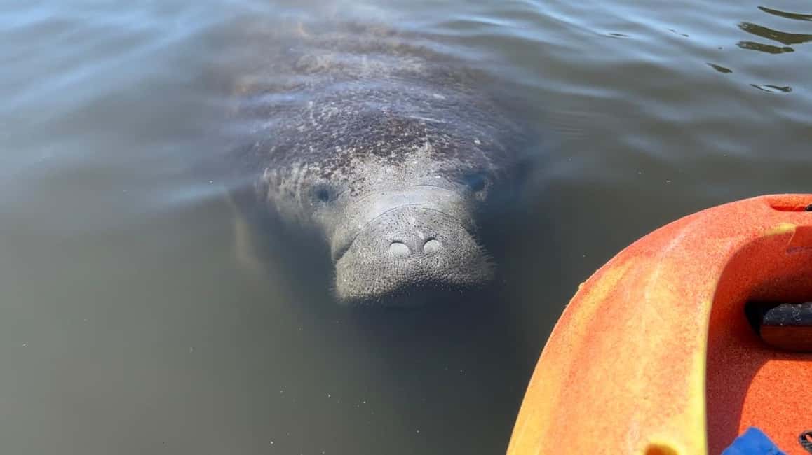 image n.8 of Bradenton: Anna Maria Island Guided Kayaking Manatee Tour activity in Bradenton, Florida, uploaded by supplier