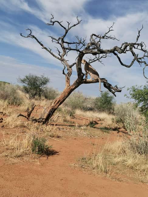 afbeelding n.4 van Windhoek : Cheetah wandeling ervaring activiteit in Windhoek, geüpload door aanbieder