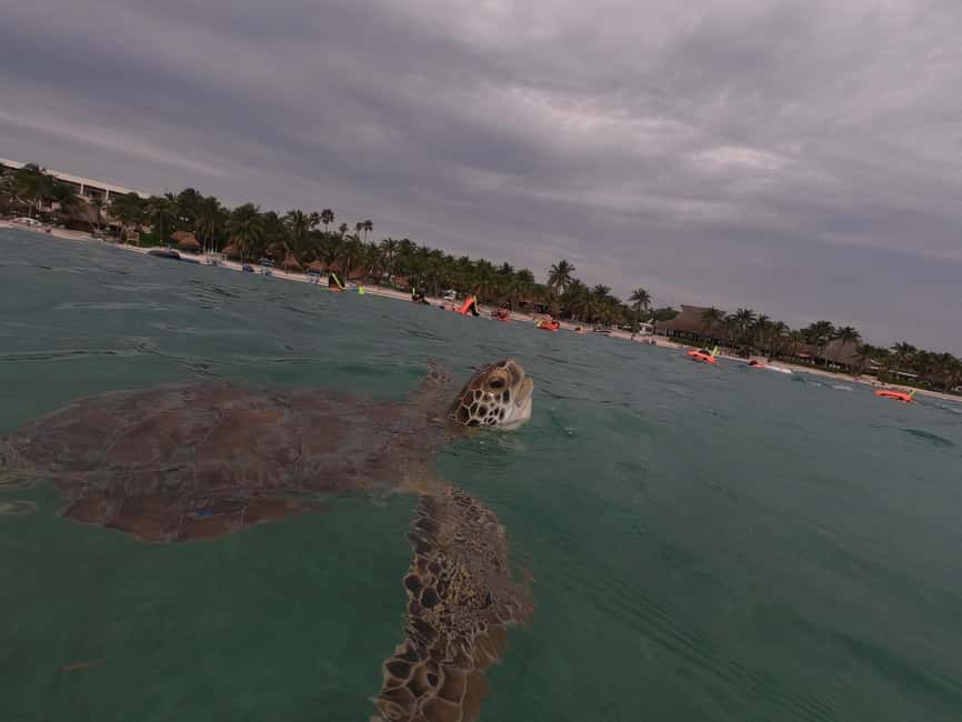 afbeelding n.14 van Akumal: Snorkelen met zeeschildpadden en koralen activiteit in Akumal, geüpload door aanbieder