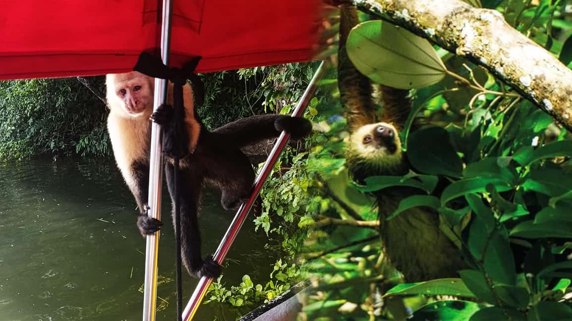 image n.1 of Panama Canal: Monkey Island and Jungle Hike Eco Tour activity in Colón Province, uploaded by supplier