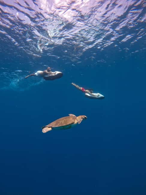 afbeelding n.5 van Curaçao: Playa Piskado Seabob Avontuur (Zeeschildpadden) activiteit in Curaçao, geüpload door aanbieder