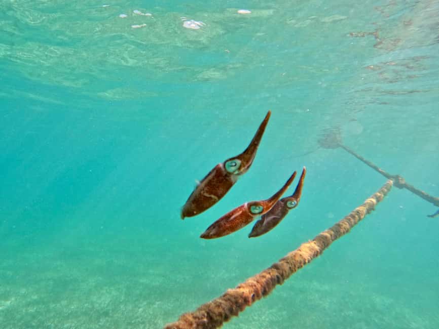 Obraz nr 11 z atrakcji Akumal: Snorkeling i zdjęcia z żółwiami w Akumal, przesłany przez organizatora