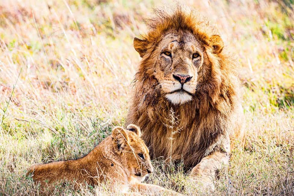image n.41 of Game Drive Maasai Mara activity in Central Kenya, uploaded by supplier