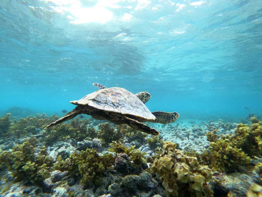 image n.11 of Praslin: Coco Felicite & La Digue Island Full-Day Boat Trip activity in Mahé, uploaded by supplier