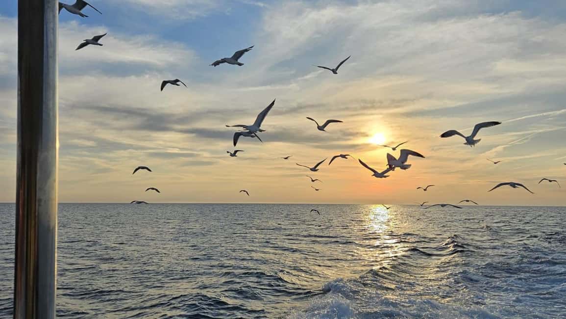 billede nr.6 af aktiviteten Pula: Delfin Sunset Cruise til Brijuni med middag og drinks i Pula, uploadet af udbyder