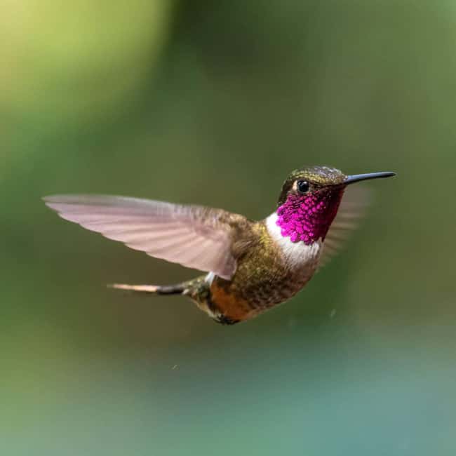 image n.47 of Carara National Park: Best Tour Carara National Park-One Day activity in Puntarenas Province, uploaded by supplier