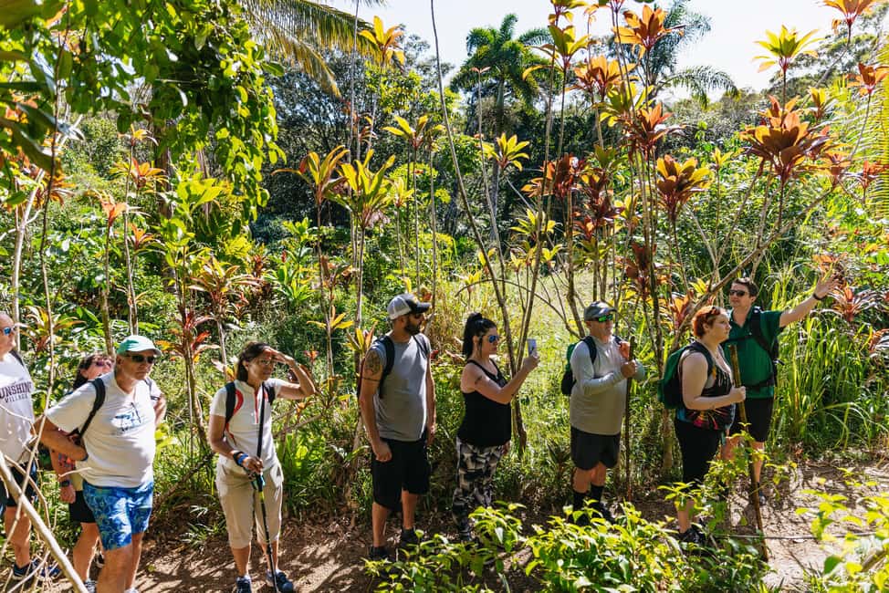 image n.4 of Maui: Rainforest Waterfalls Guided Hike with Picnic Lunch activity in Haiku, Hawaii, uploaded by supplier