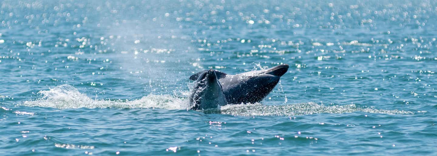 image n.12 of Setúbal: Dolphin Watching Boat Tour activity in Lisbon District, uploaded by supplier