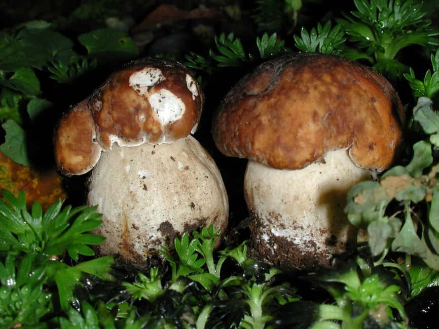 image n.1 of MUSHROOMS activity in Aosta, uploaded by supplier