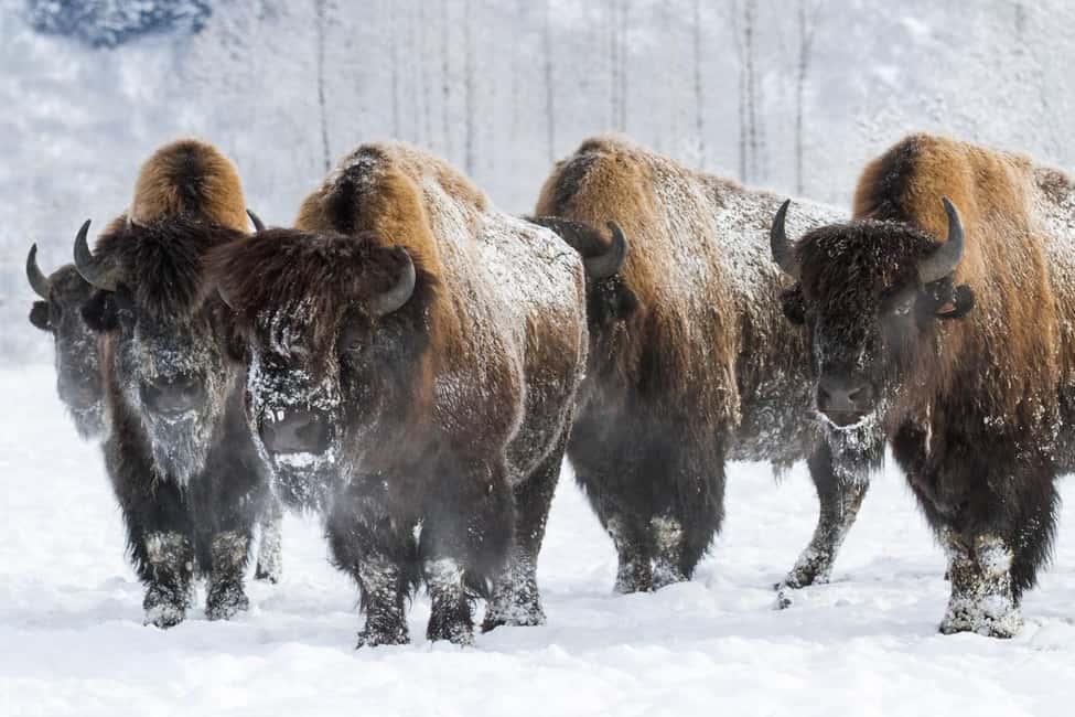 image n.19 of Alaska Wildlife Conservation Center: Admission Ticket activity in Anchorage, uploaded by supplier