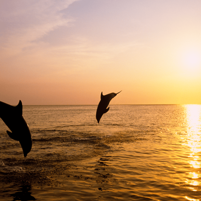 Immagine nº 8 di 3 ore di osservazione dei delfini al tramonto con bevande illimitate + cena attività a Istarska, caricata dal fornitore