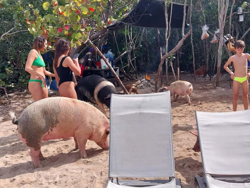 Image N°2 de Nassau : Plongée en apnée, cochons nageurs, tortues et bar de plage activité à Exumas, publiée par le prestataire