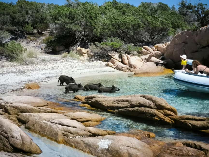 Immagine nº 22 di Da Palau:Tour in barca a vela nell'Arcipelago La Maddalena attività a Sardegna, caricata dal fornitore