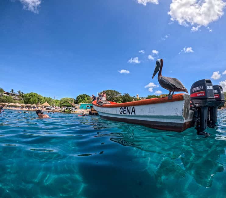 afbeelding n.17 van Curaçao: Playa Piskado Seabob Avontuur (Zeeschildpadden) activiteit in Curaçao, geüpload door aanbieder