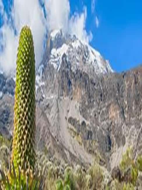 image n.3 of #.1-Day Tour: Kilimanjaro Lemosho Route From Arusha/Moshi activity in Kilimanjaro, uploaded by supplier