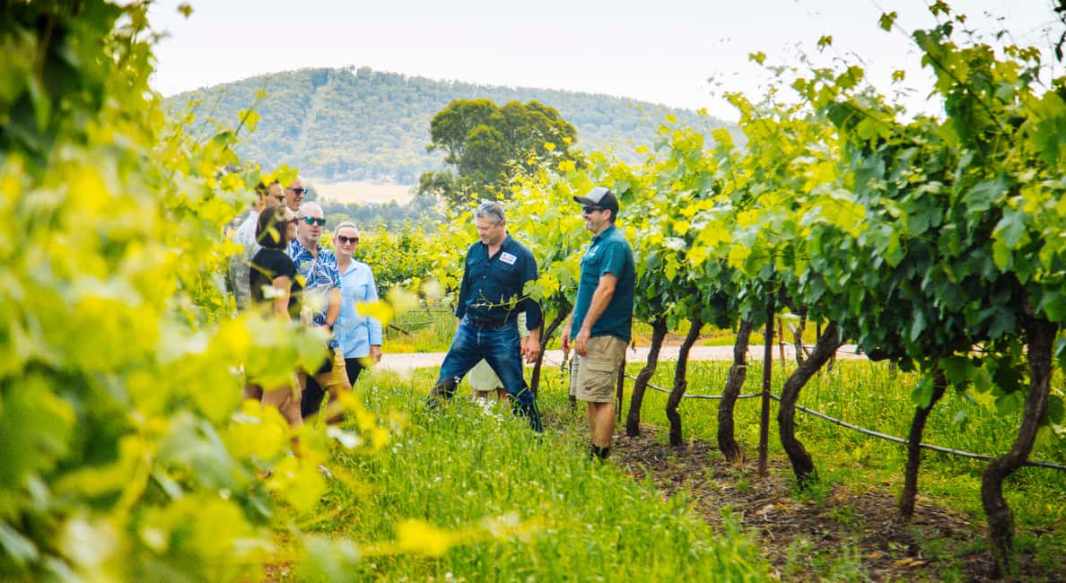 image n.1 of From Sydney: Full-Day Hunter Valley Wine Tour & Lunch activity in Sydney, uploaded by supplier
