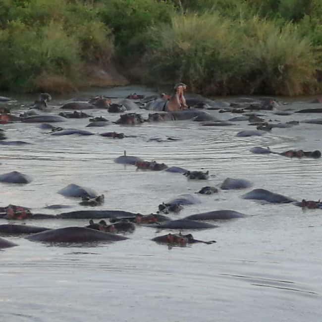 image n.4 of Tsavo East and Tsavo West Sanctuary Safari activity in Coast Province, uploaded by supplier