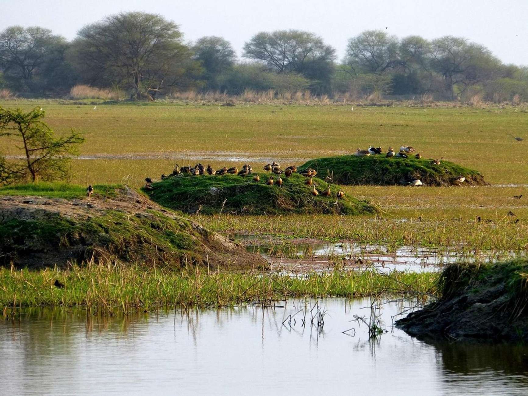 Keoladeo National Park Tickets and Guided Tour