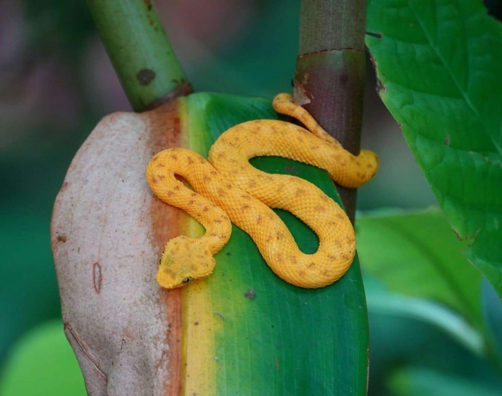 Wędrówka z przewodnikiem przez Park Narodowy Cahuita
