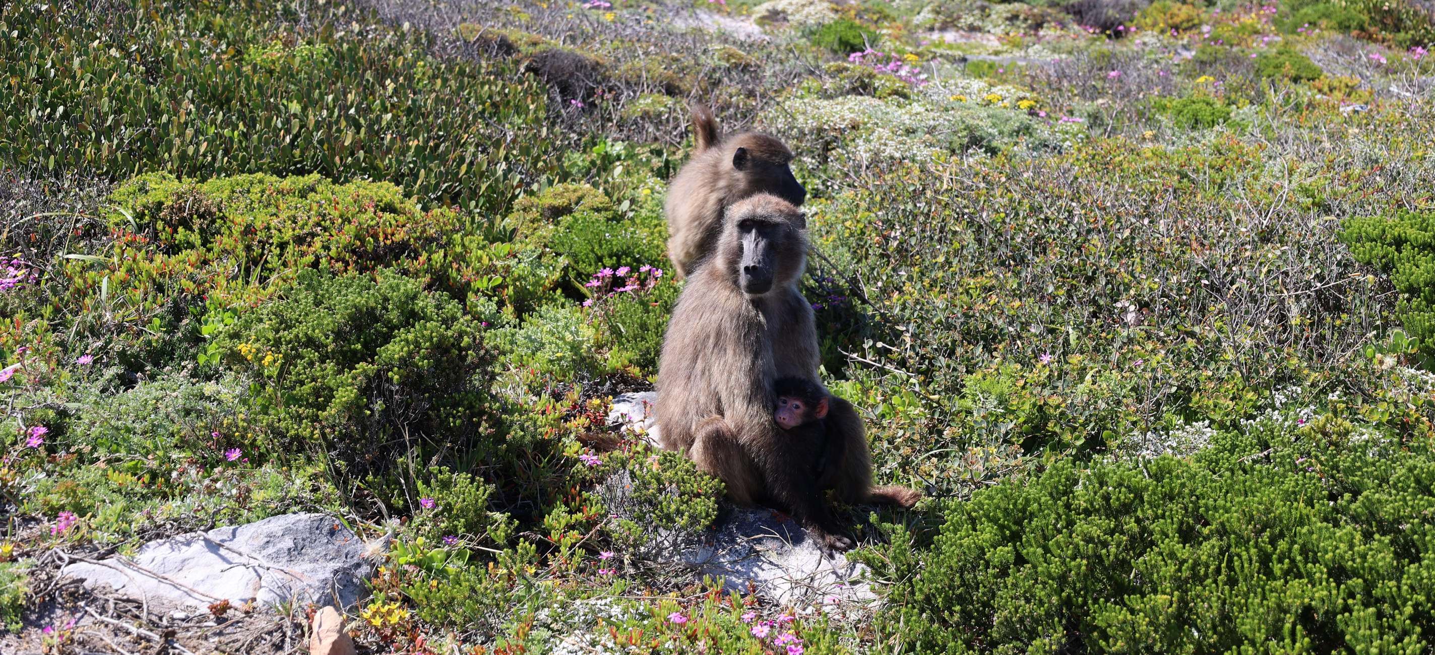 From Cape Town: Cape Point and Boulders Beach Half-Day Tour