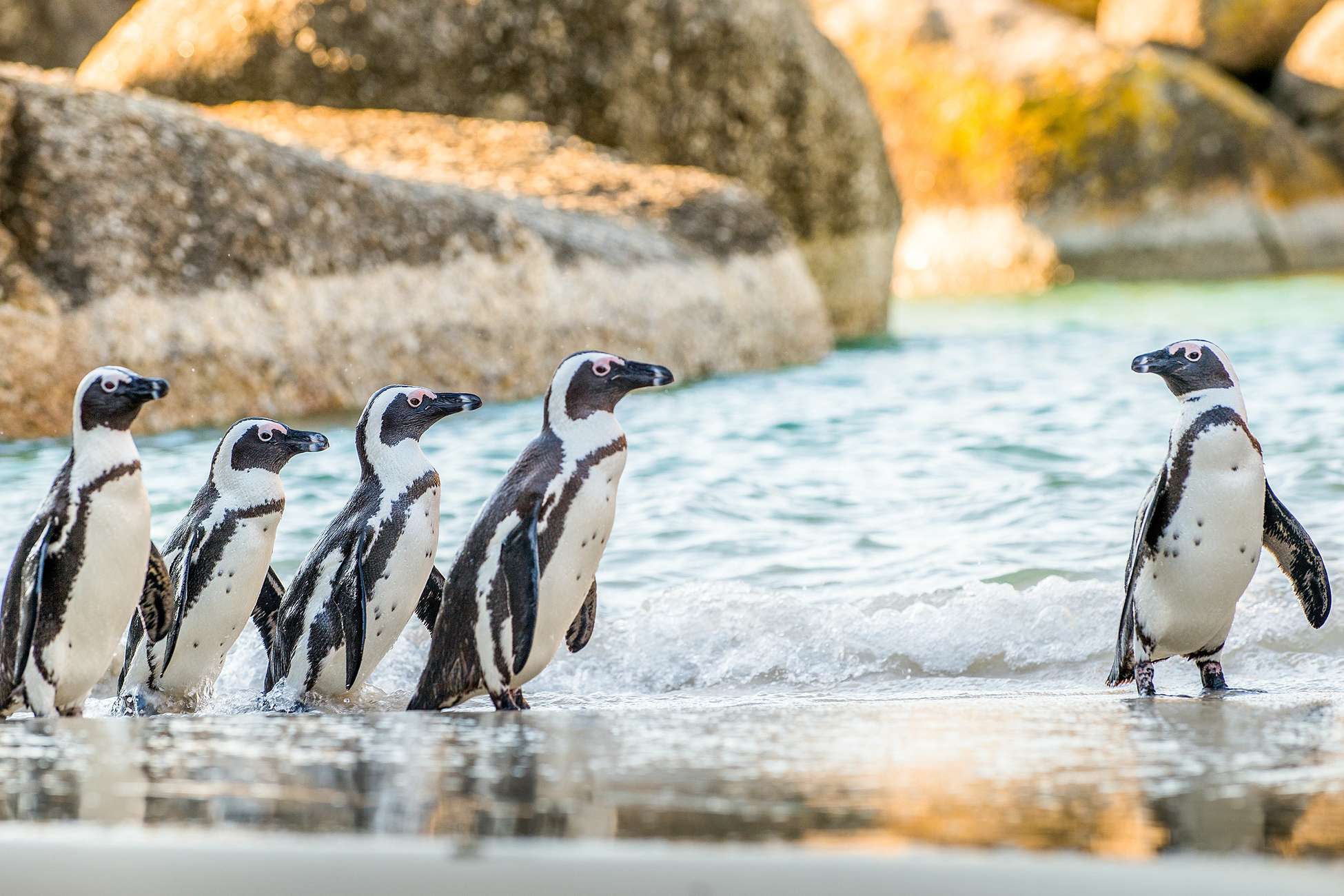 Cape Town: Penguin Watching at Boulders Beach Half Day Tour