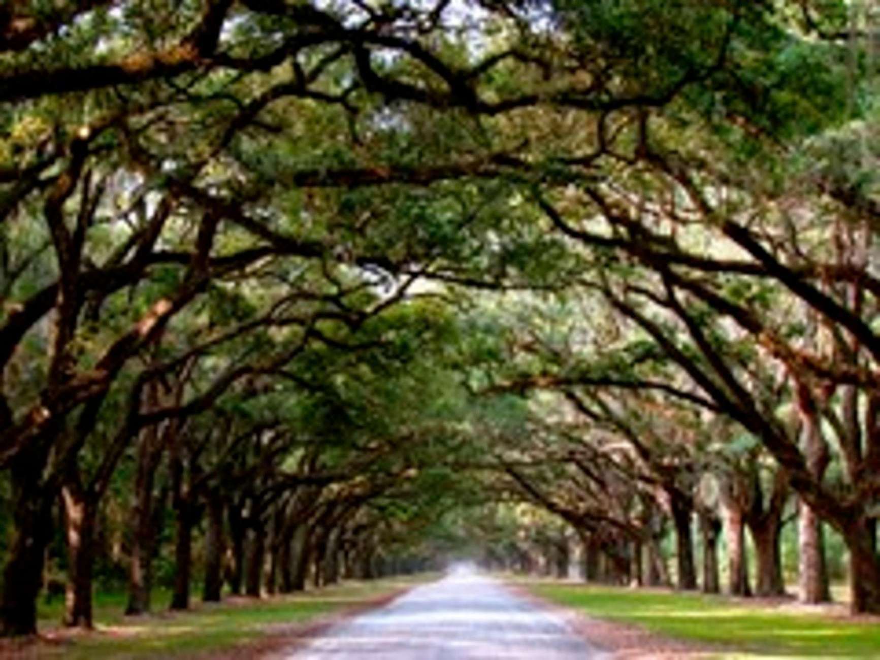 Bonaventure Cemetery & Wormsloe State Historic Site Tour