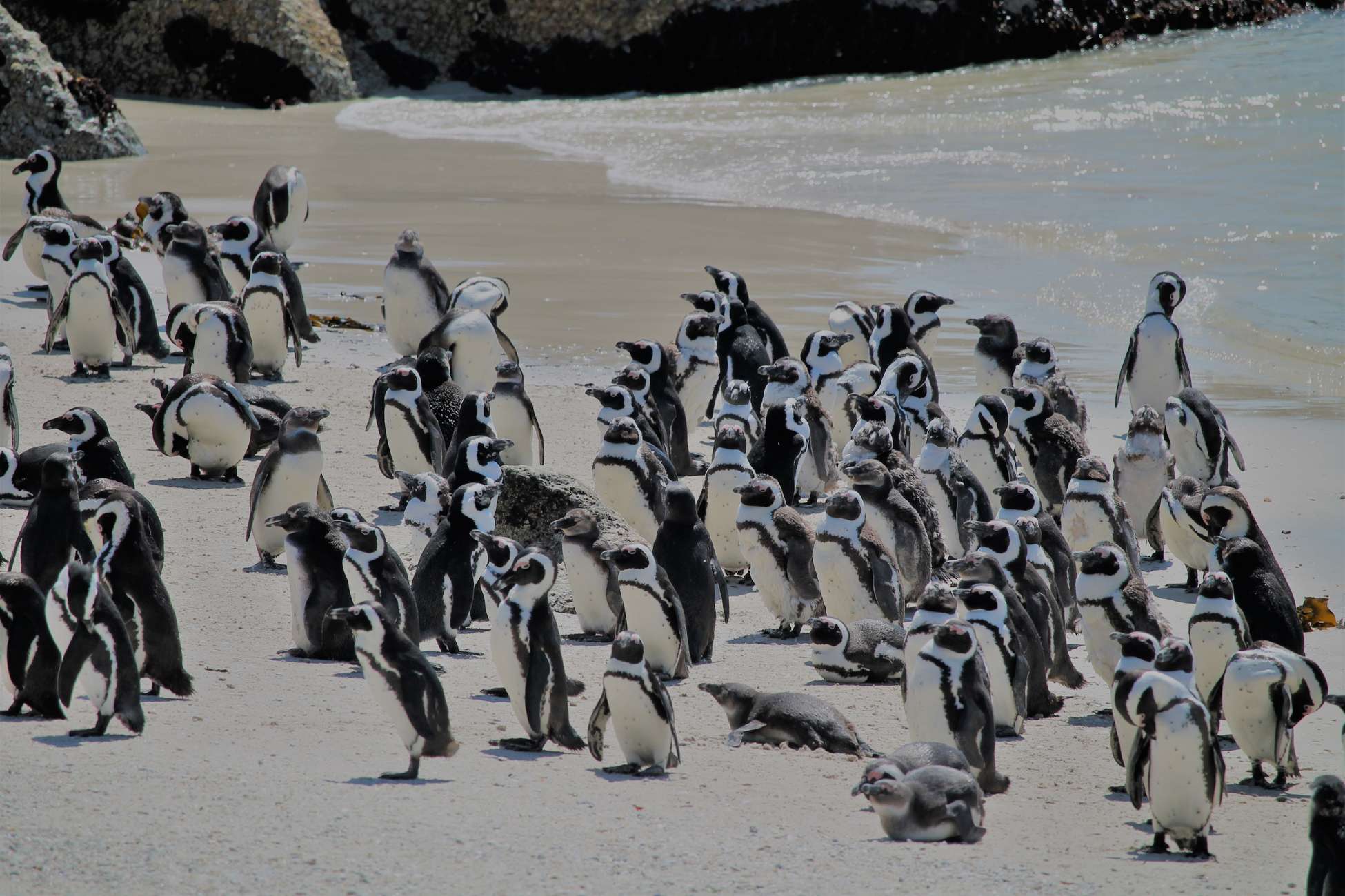 From Cape Town: Cape Point and Boulders Beach Half-Day Tour