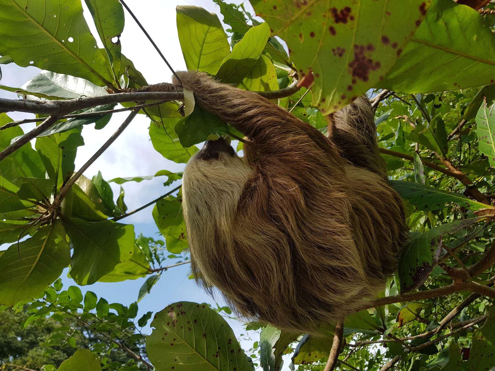 Limon: Atrakcje miasta i Park Narodowy Cahuita