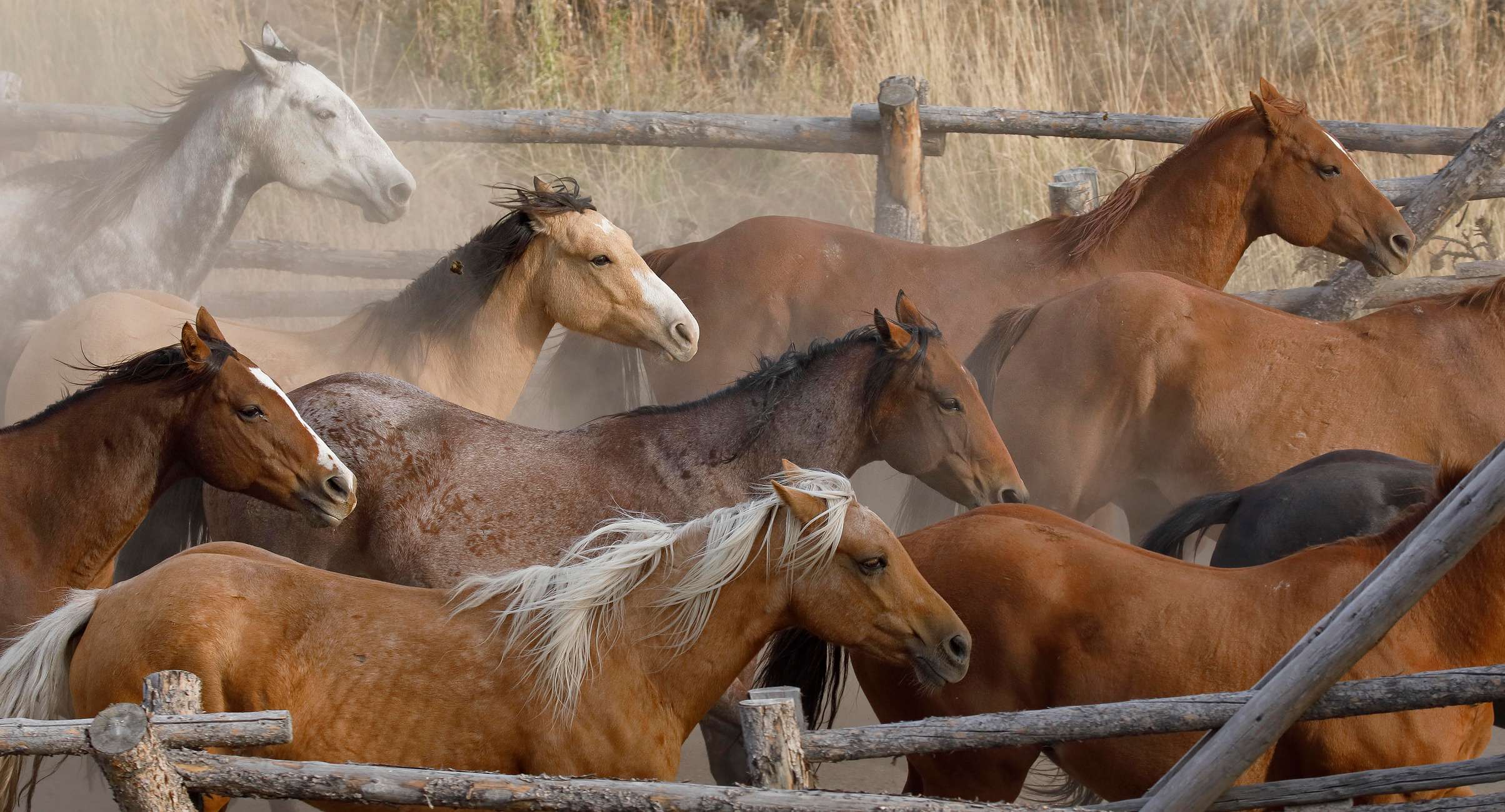 Jackson Hole: Bridger-Teton National Forest Horseback Ride