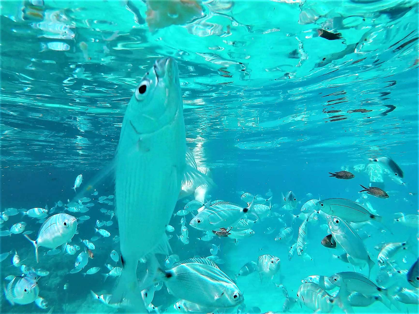 Snorkelaars in de baai tijdens zonsondergang op Ibiza