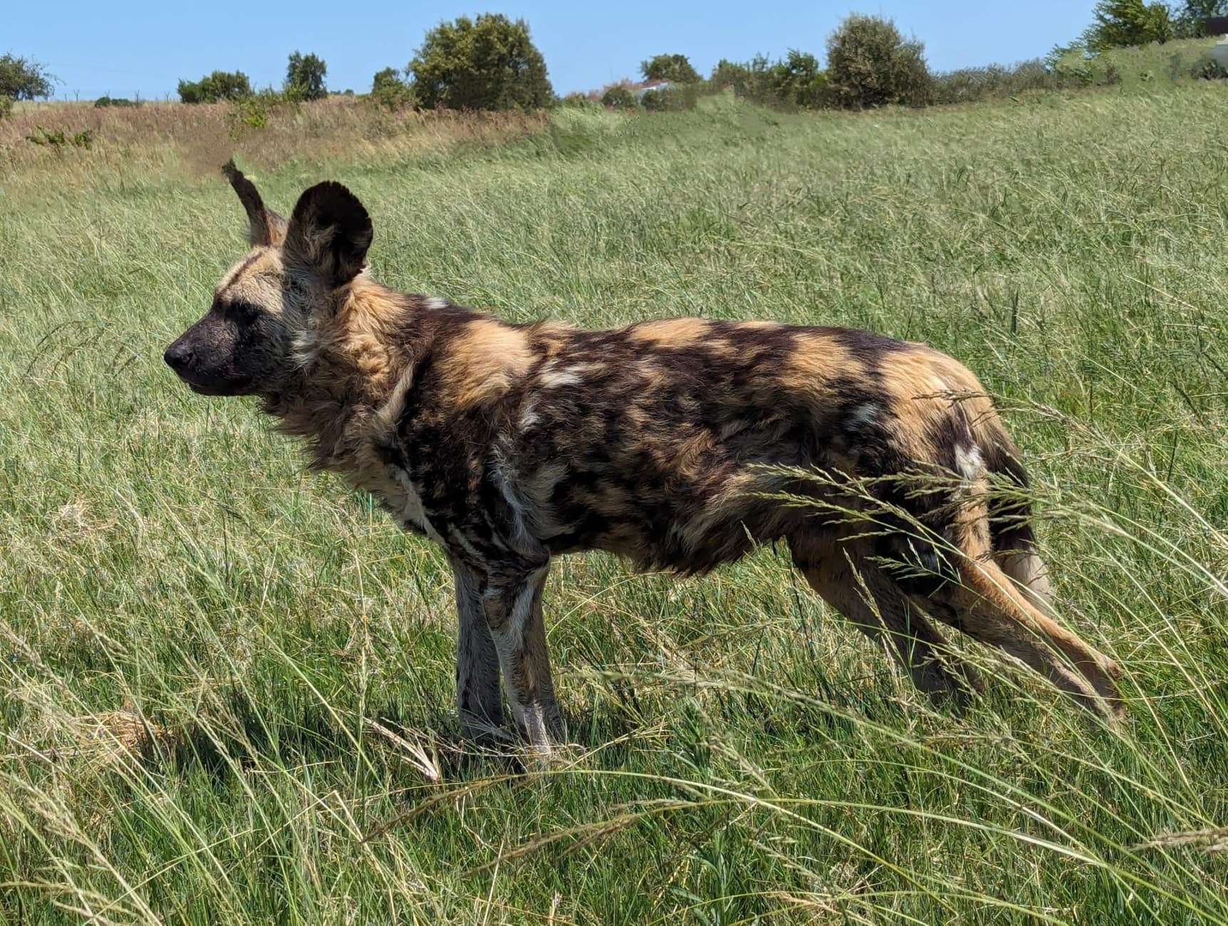 Safari and Lion Park / Cradle of Humankind Fosssil Caves