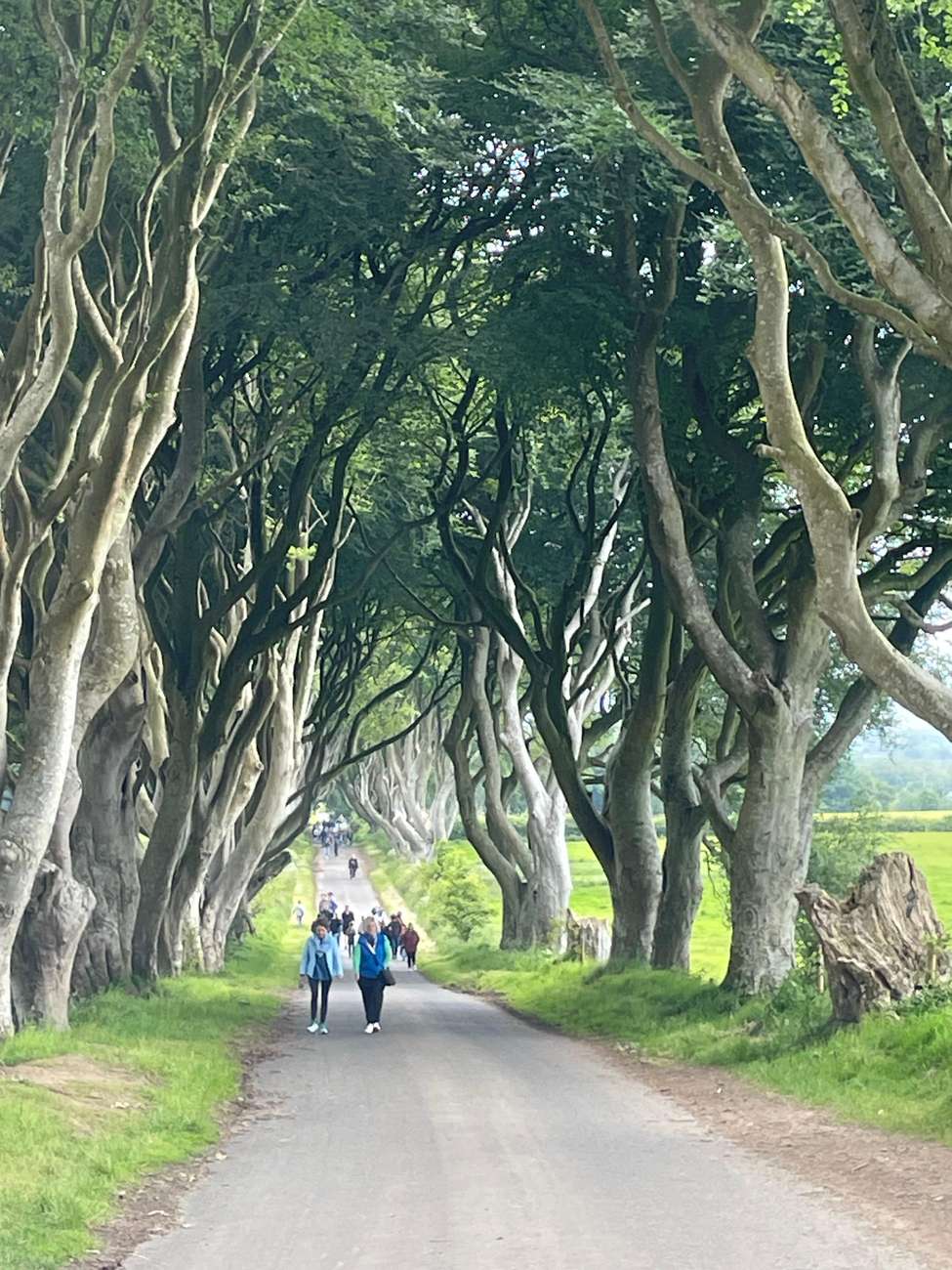 Giants Causeway 4 Hour Private Tour