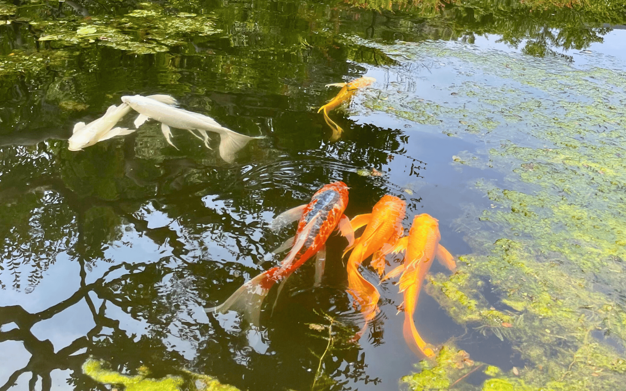 Tokyo: Imperial Palace Japanese History Walking Tour