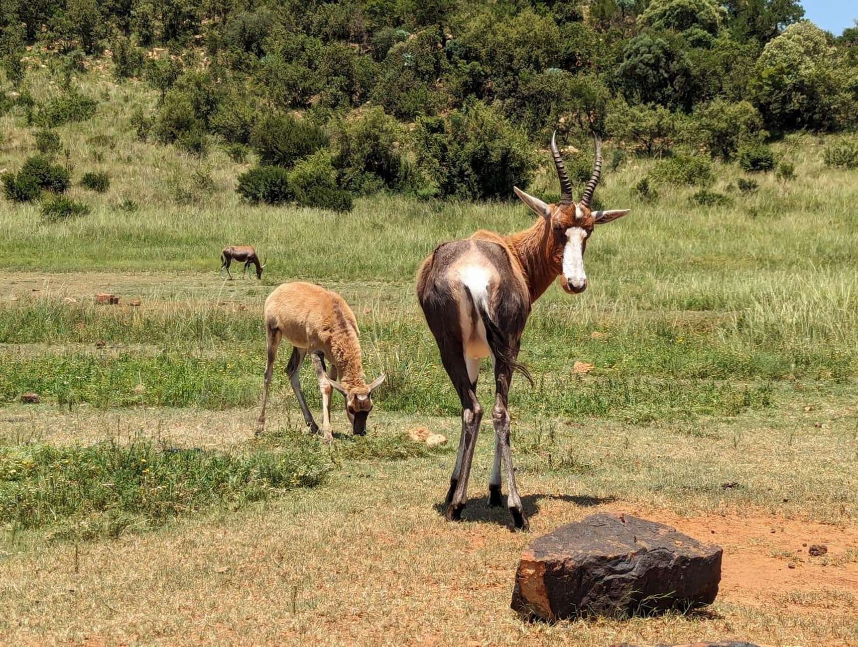 Safari and Lion Park / Cradle of Humankind Fosssil Caves