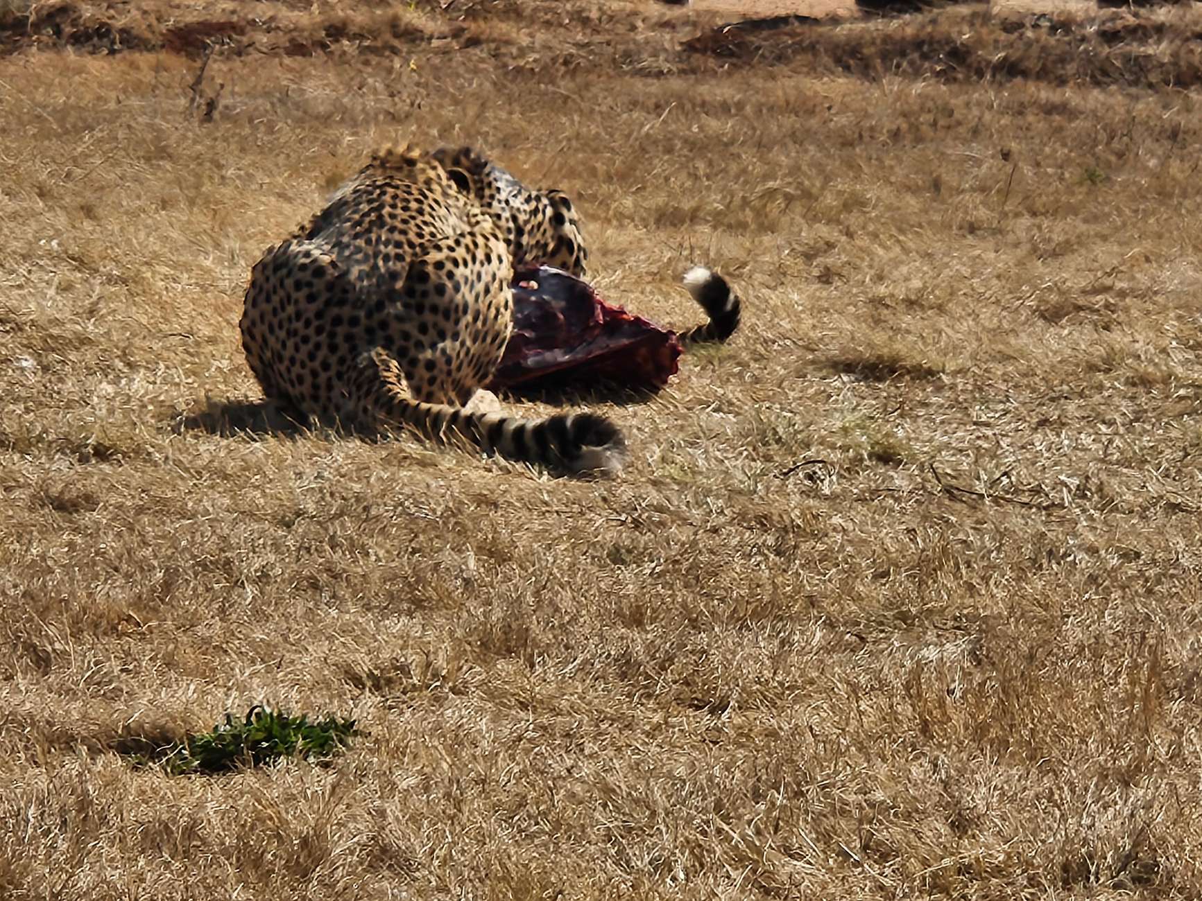 Safari and Lion Park / Cradle of Humankind Fosssil Caves