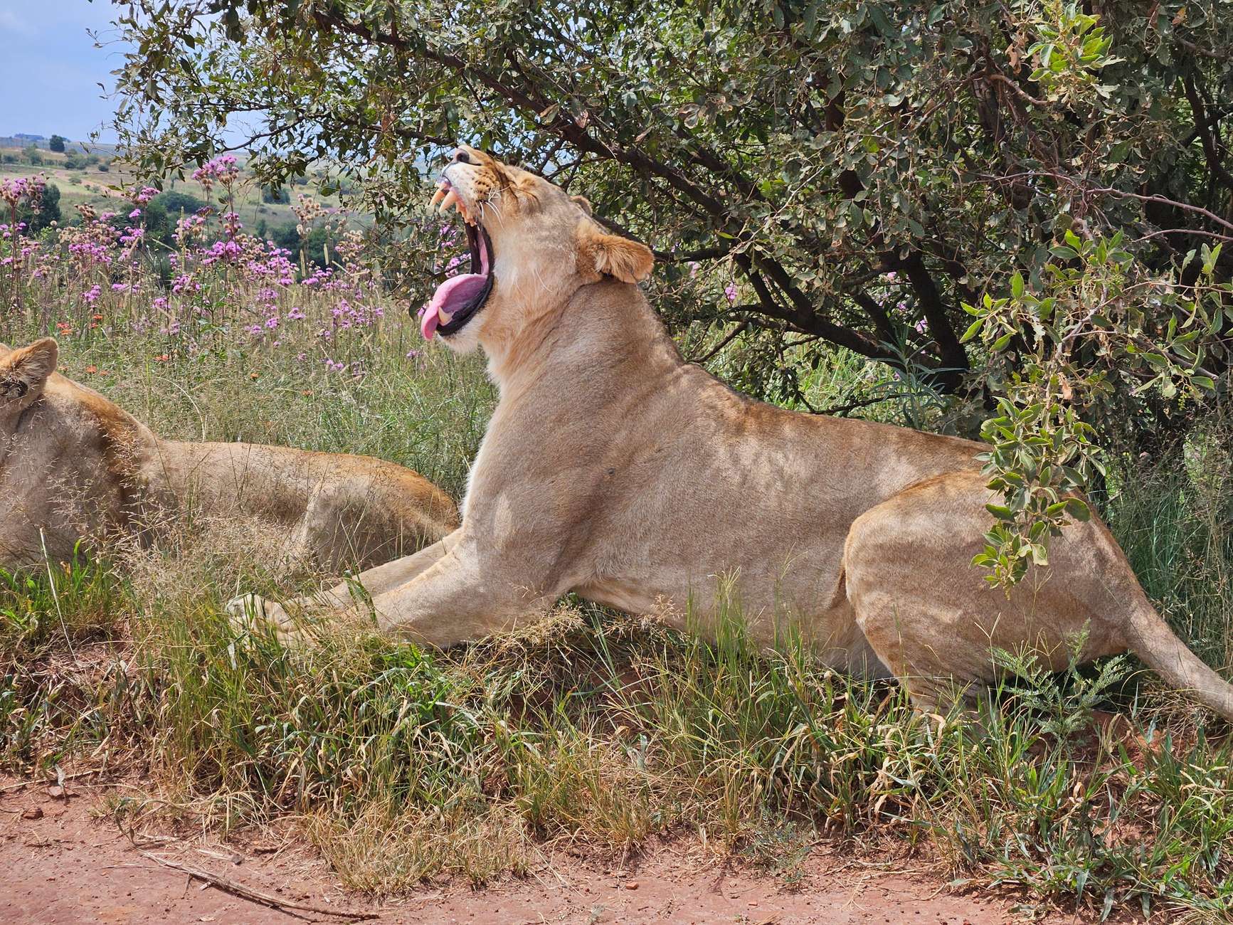 Safari and Lion Park / Cradle of Humankind Fosssil Caves