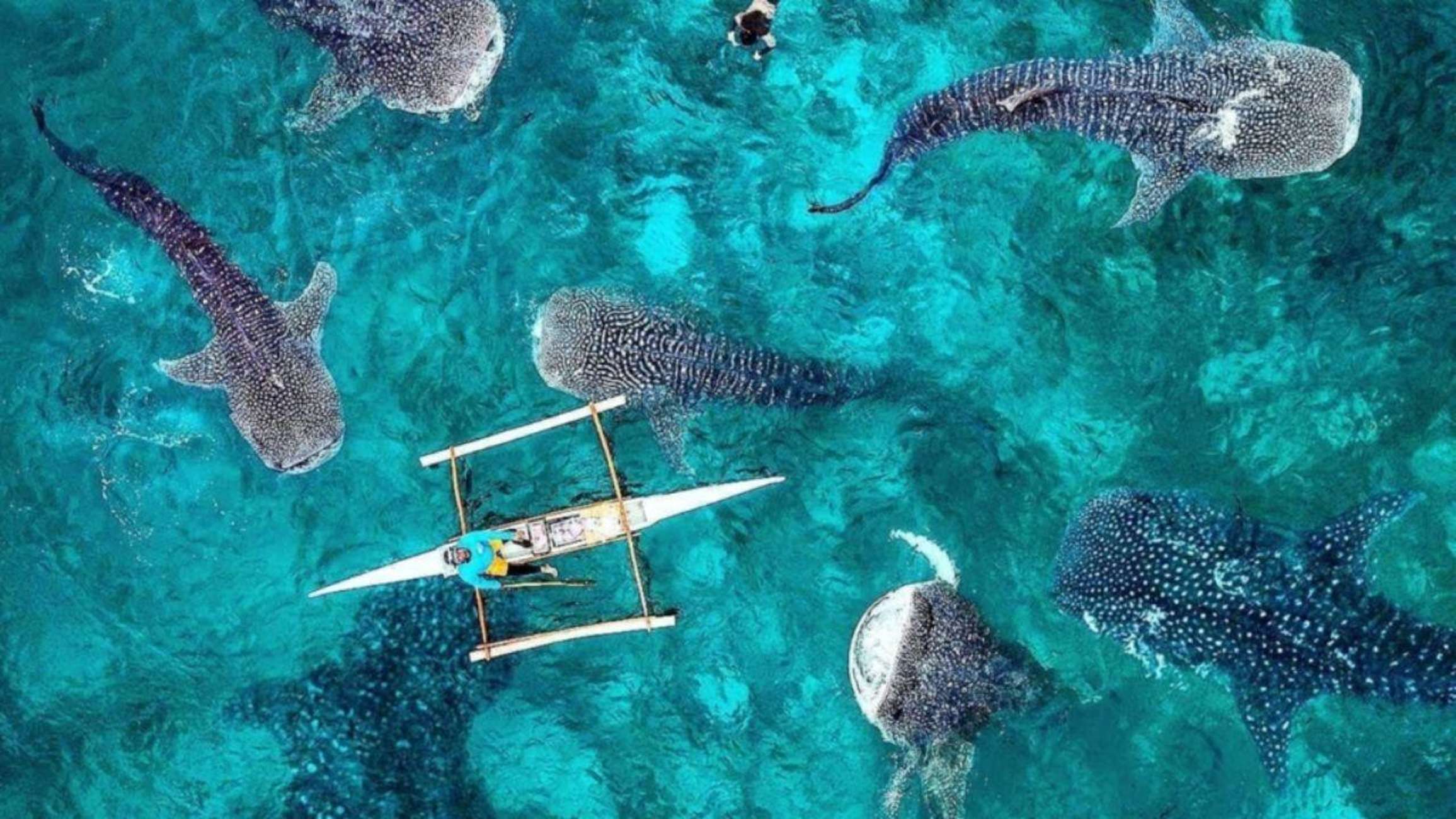 Donsol’s Gentle Giants: An Ethical Encounter with Whale Sharks