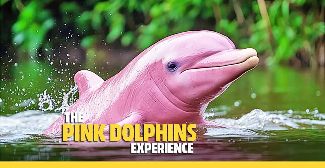 Dolphin オーシャンドルフィンピンク サムイ島発：ピンク ドルフィン ボート ツアー（ランチ付き