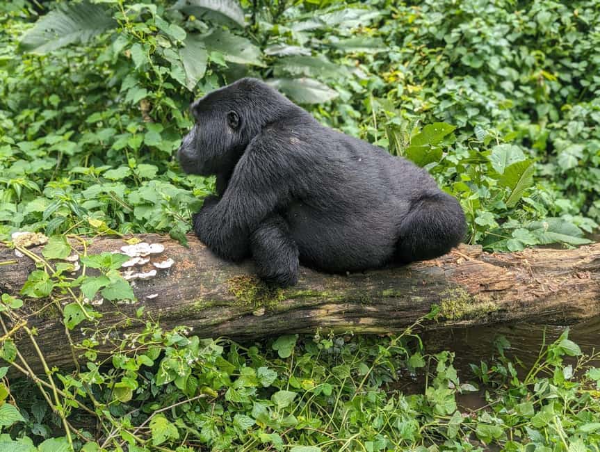 3日間のゴリラツアー | GetYourGuide